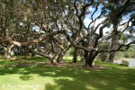 Pohutukawa Trees