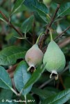 Feijoas