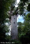 New Zealand Giant Kauri&nbsp;Tree