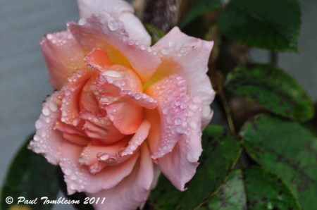 New Zealand the Flower of our Heart's