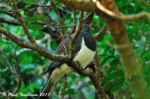 Native Wood Pidgeon