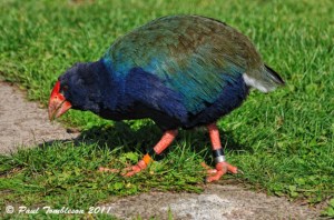 The Thought to be Extinct "Takahe"