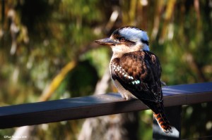 Kookaburra