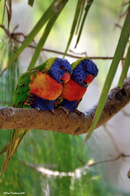 Lorikeet Love