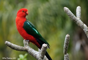 King Parrot