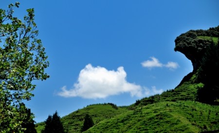 Poi Poi.  King Country